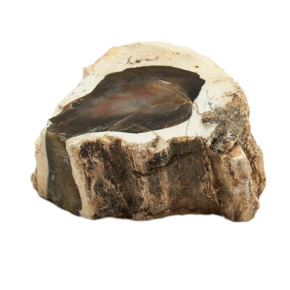 Petrified Wood Branch (Short) - Image 3