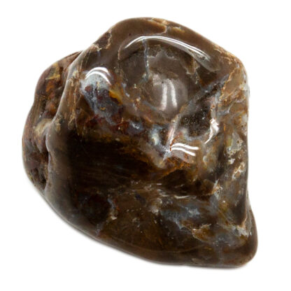 Petrified Wood Tumbled Stone