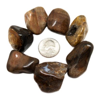 Petrified Wood Tumbled Stone - Image 6