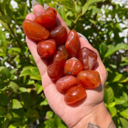 Carnelian Tumbled Stone (1-1.5") - Image 6