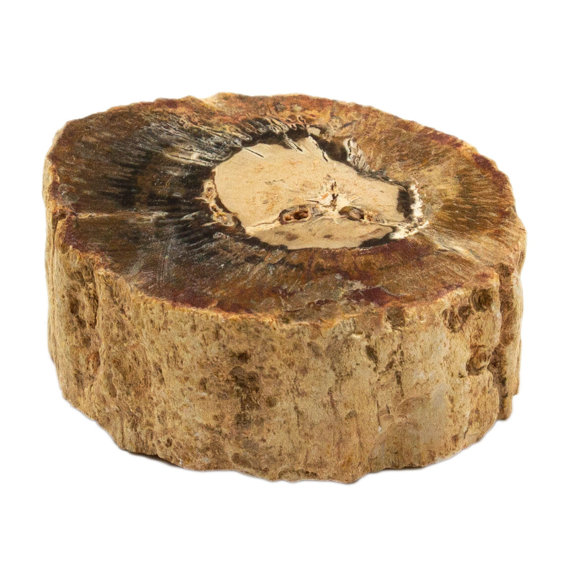 Petrified Wood